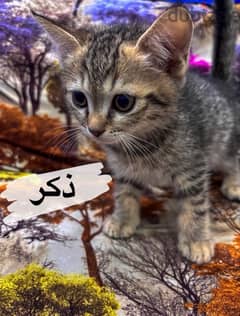 قطط للتبني شهرين-kittens for adoption 0