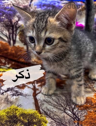 قطط للتبني شهرين-kittens for adoption