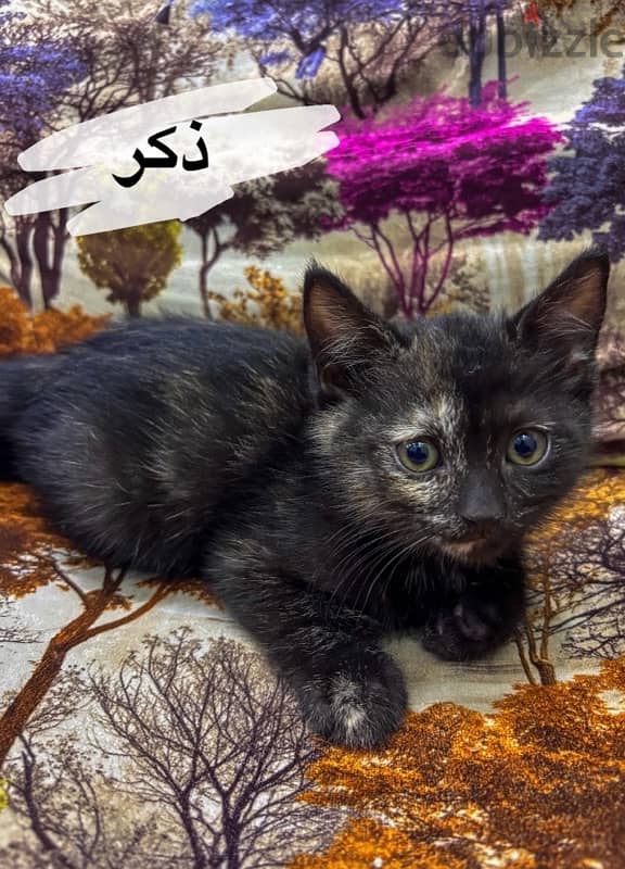 قطط للتبني شهرين-kittens for adoption 1