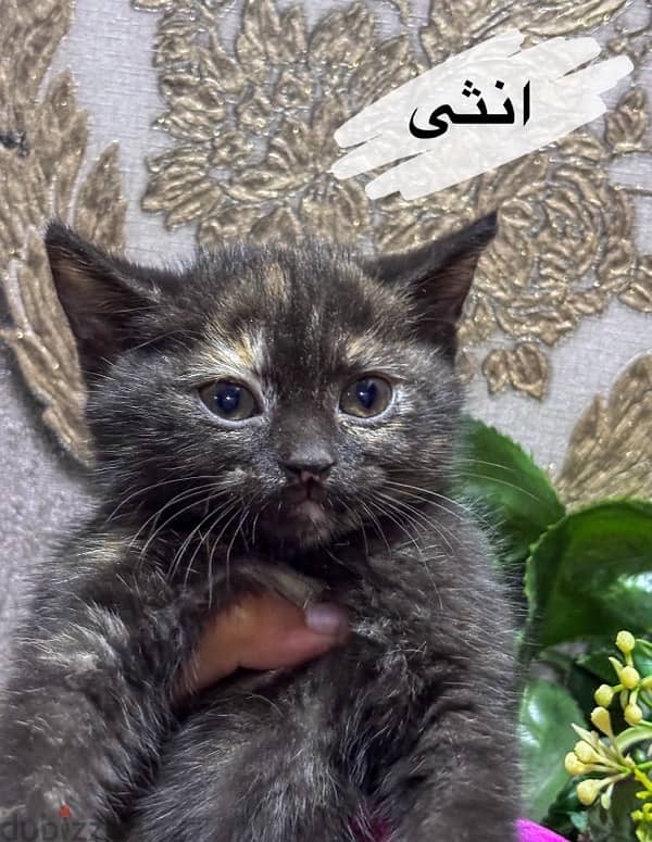 قطط للتبني شهرين-kittens for adoption 2