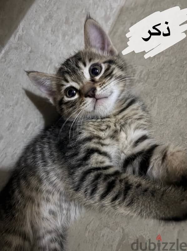 قطط للتبني شهرين-kittens for adoption 3