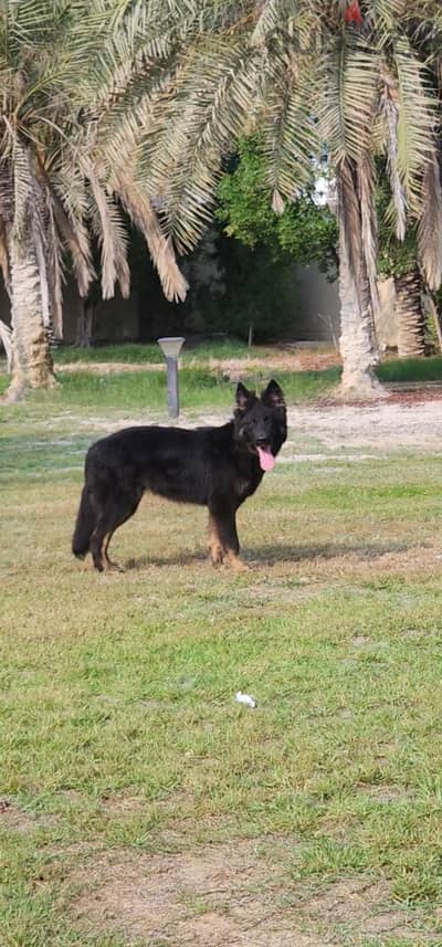 German shepherd pup