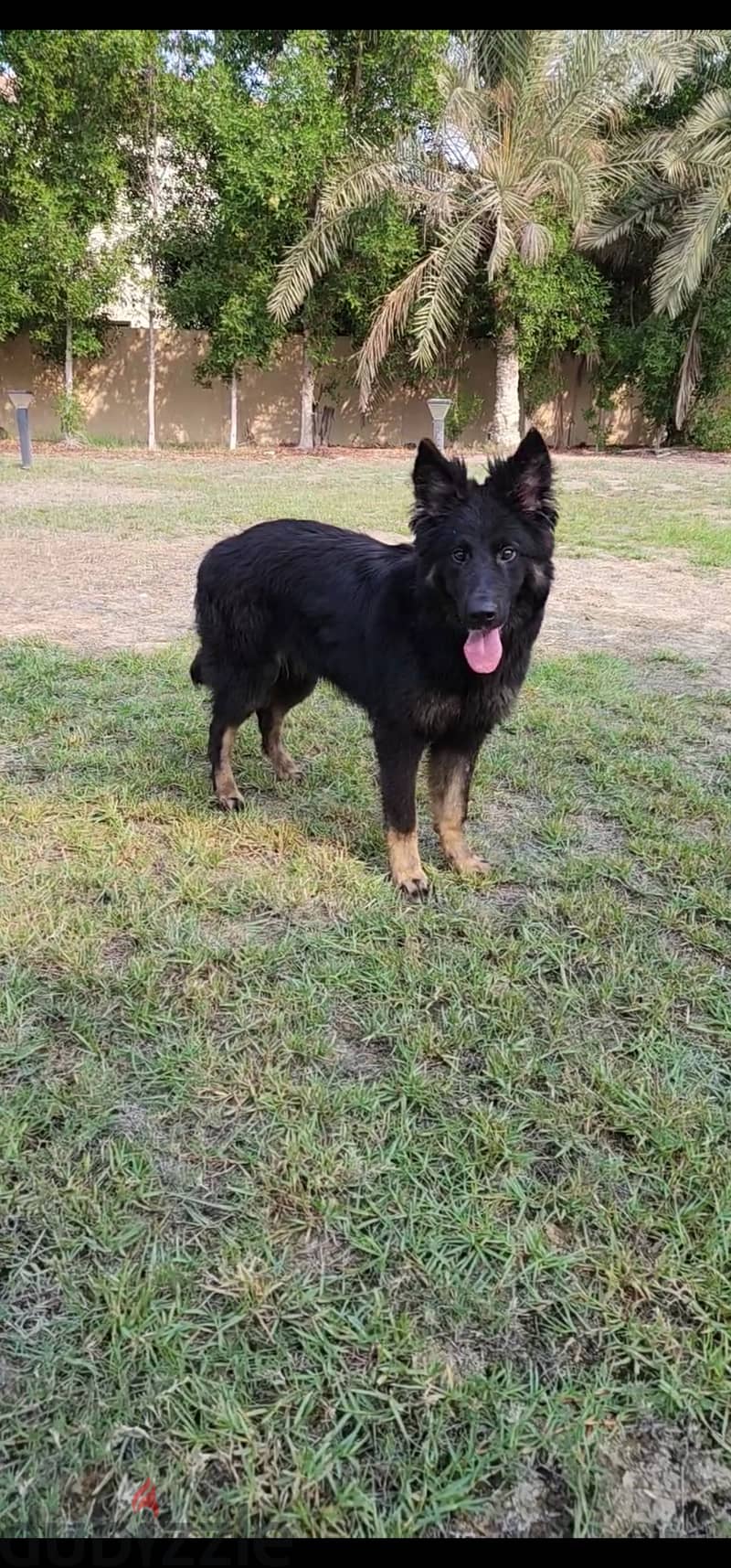 German shepherd pup 1