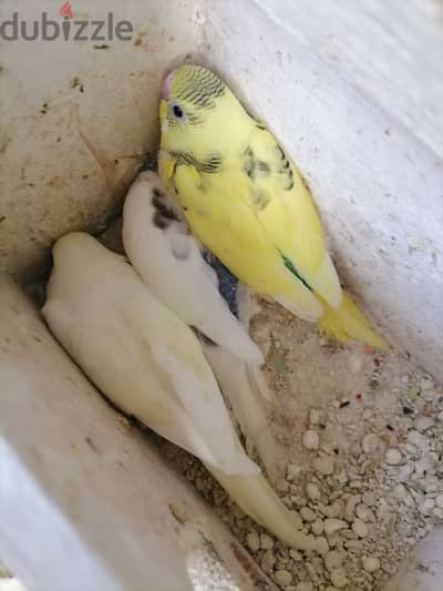 australian parrots and love birds for sale with cage