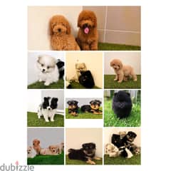 Mini toy poodle ،yorki,  ،pomernian ي توي بودل ويوركي، وبمرينيم 0