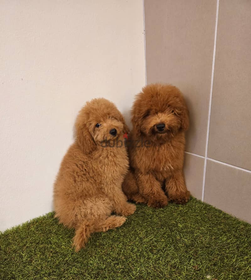 Mini toy poodle ،yorki,  ،pomernian ي توي بودل ويوركي، وبمرينيم 1