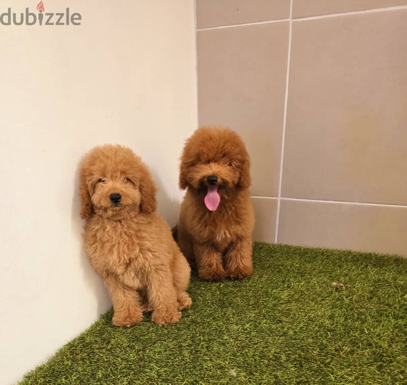 Mini toy poodle ،yorki,  ،pomernian ي توي بودل ويوركي، وبمرينيم 2