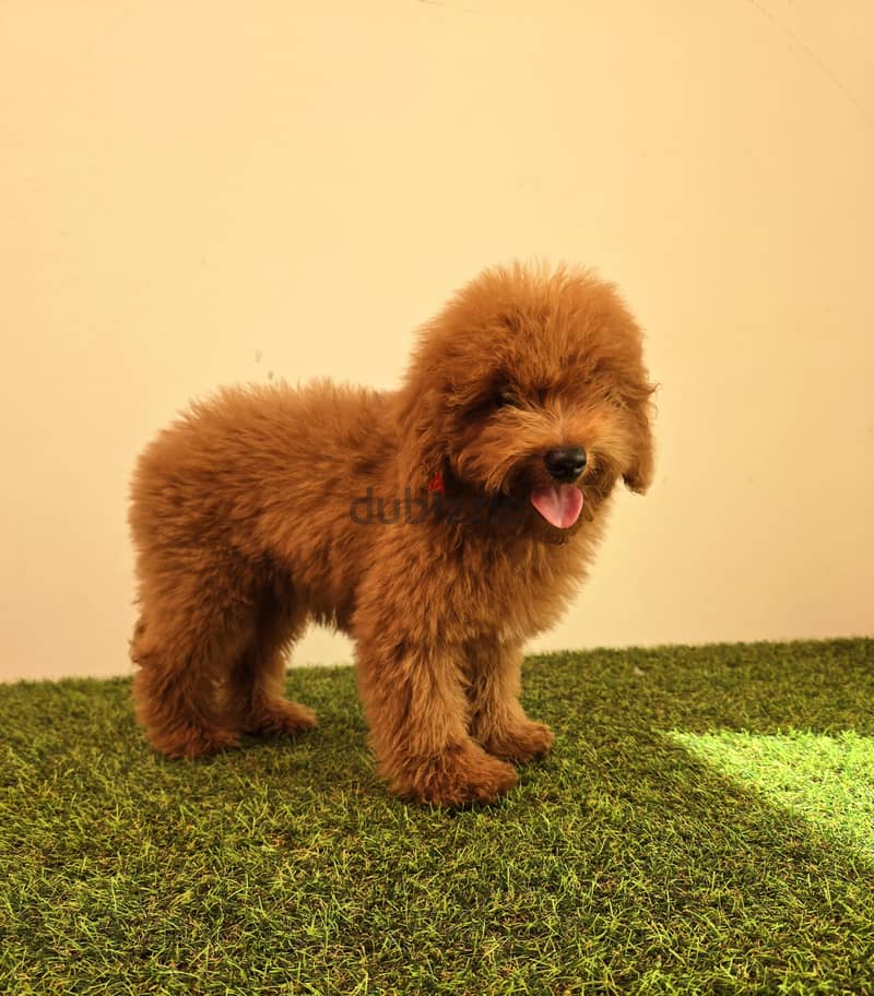 Mini toy poodle ،yorki,  ،pomernian ي توي بودل ويوركي، وبمرينيم 9