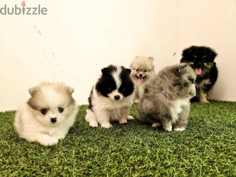 Mini toy poodle ،yorki,  ،pomernian ي توي بودل ويوركي، وبمرينيم 12