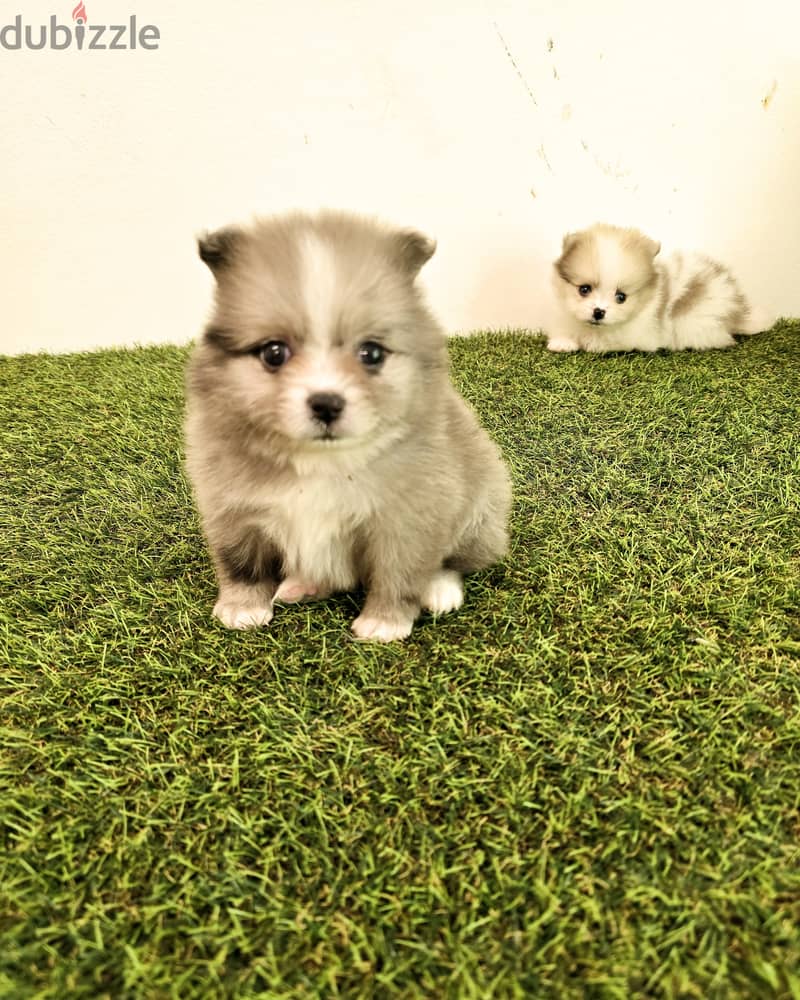 Mini toy poodle ،yorki,  ،pomernian ي توي بودل ويوركي، وبمرينيم 13