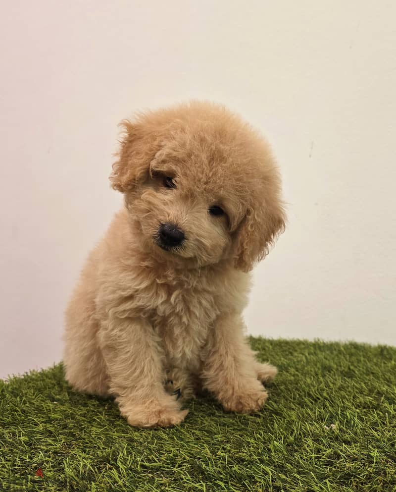 Mini toy poodle ،yorki,  ،pomernian ي توي بودل ويوركي، وبمرينيم 17