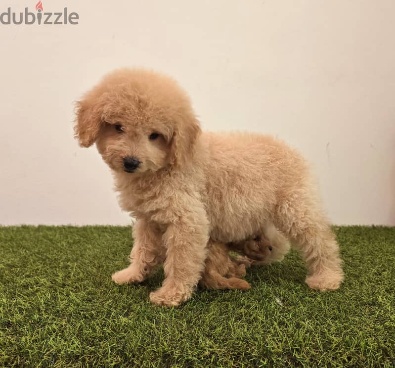 Mini toy poodle ،yorki,  ،pomernian ي توي بودل ويوركي، وبمرينيم 19