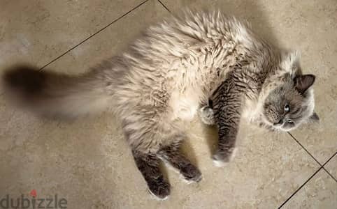 Beautiful Mix ragdoll and Himalayan Cat – Fluffy