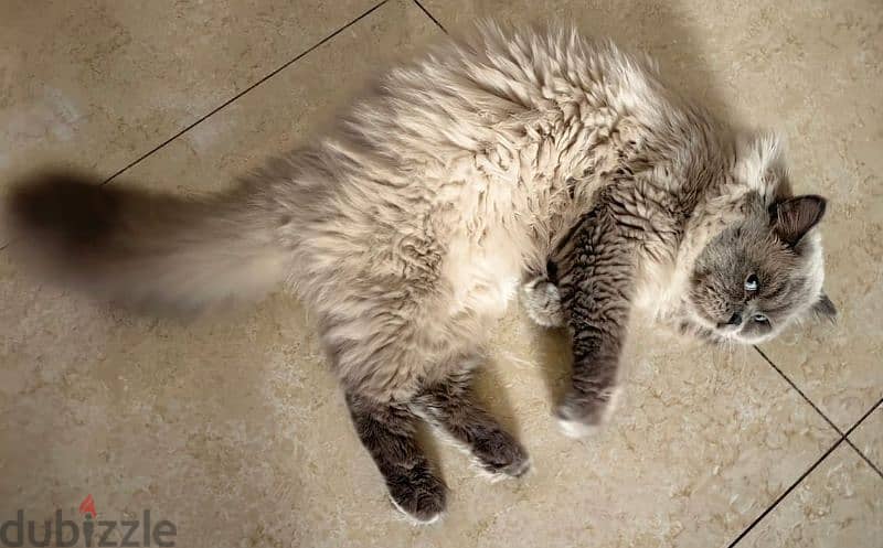 Beautiful Mix ragdoll and Himalayan Cat – Fluffy 0