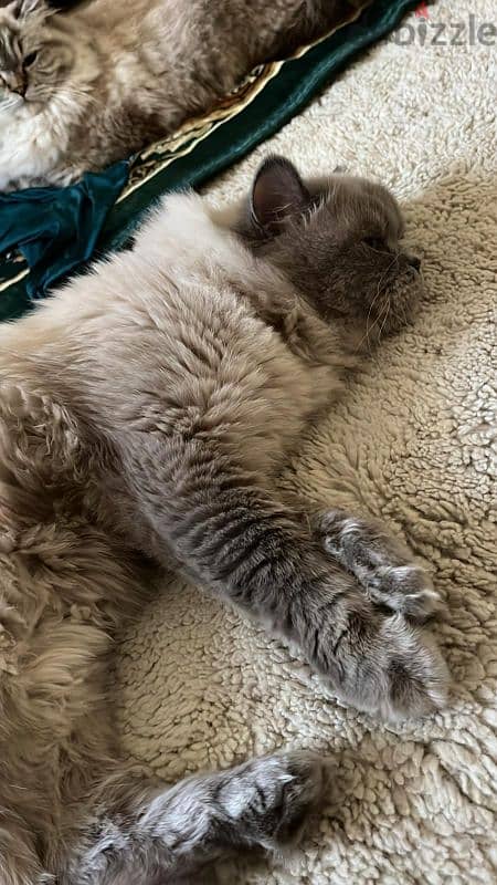 Beautiful Mix ragdoll and Himalayan Cat – Fluffy 1