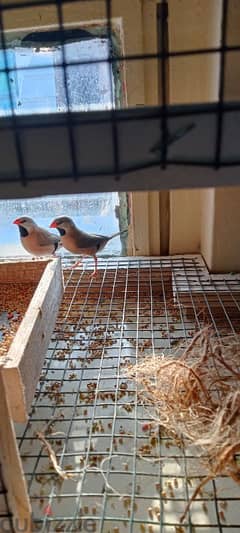 long tailed finch 0