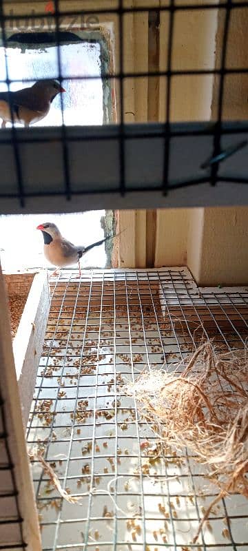 long tailed finch 2