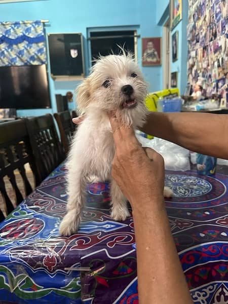 puppies- mix breed malthese/ japanese spitz 6