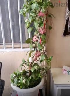 PLANT FOR SALE 0