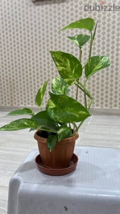 Home Indoor-Outdoor Money Plants