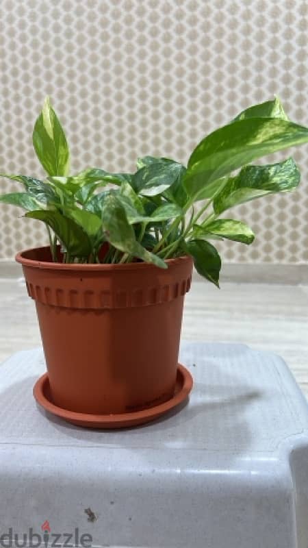 Home Indoor-Outdoor Money Plants 2