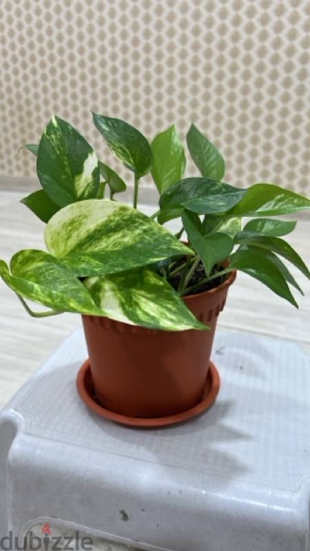 Home Indoor-Outdoor Money Plants 3