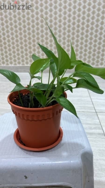 Home Indoor-Outdoor Money Plants 4