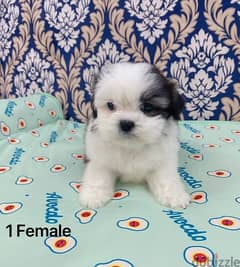 puppy shihtzu 0