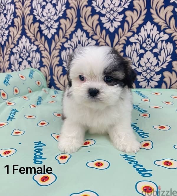 puppy shihtzu 0