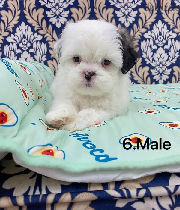 puppy shihtzu 1