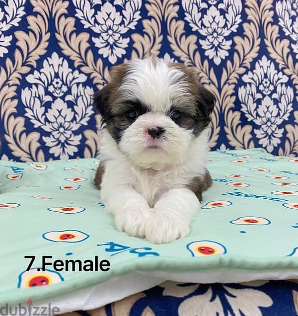 puppy shihtzu 2