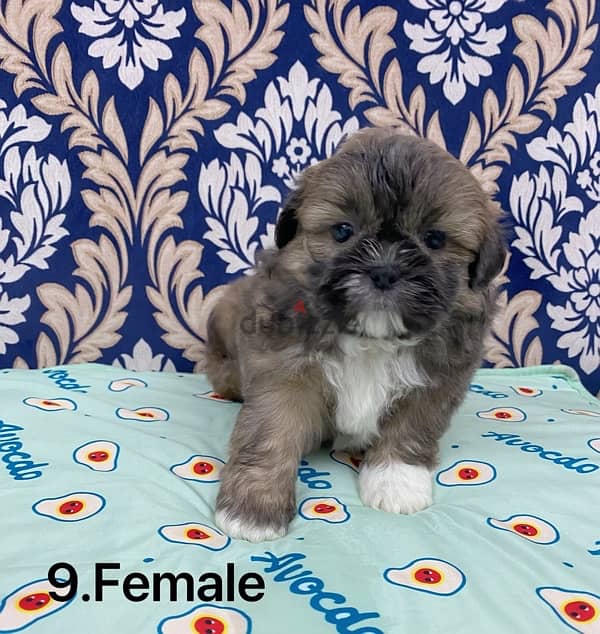 puppy shihtzu 3