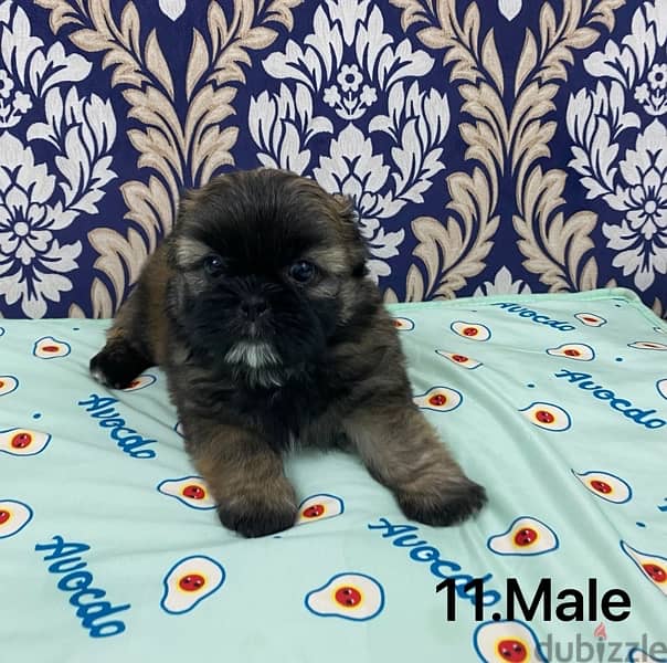 puppy shihtzu 4