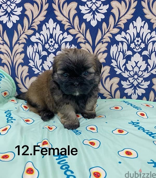 puppy shihtzu 5