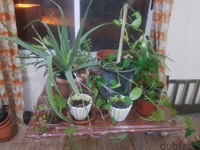 Plants for sale-3 BD