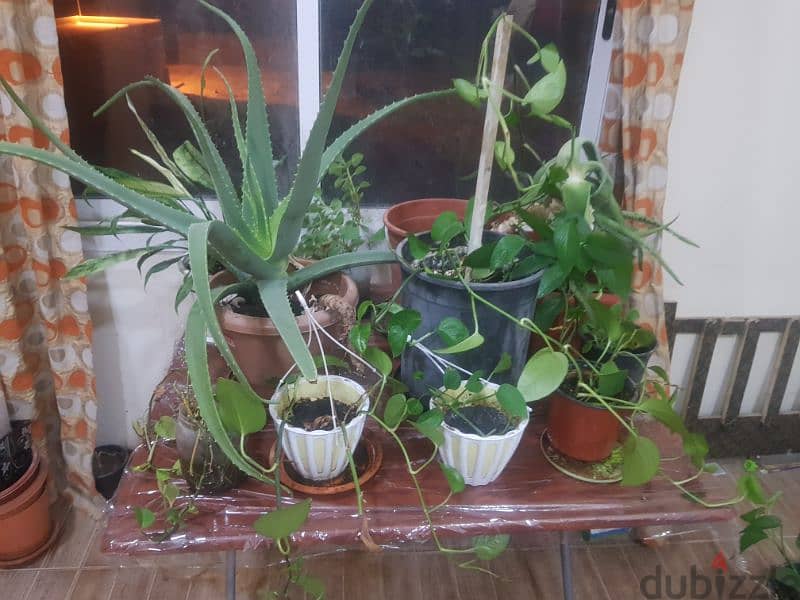 Plants for sale-3 BD 0