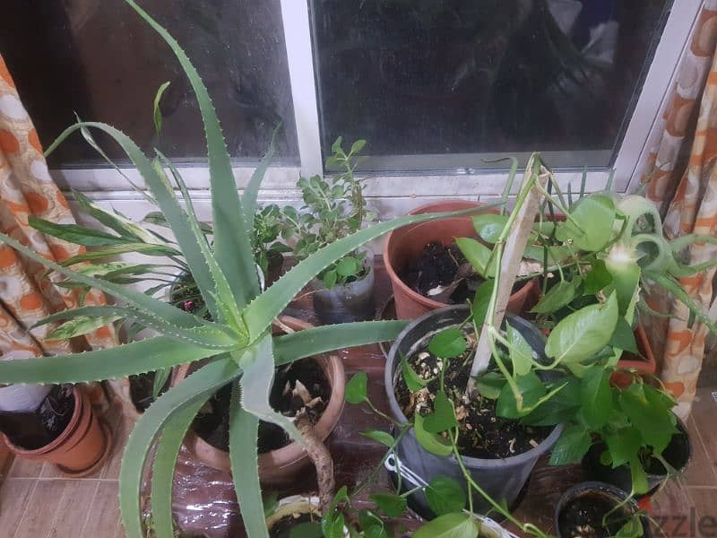 Plants for sale-3 BD 3