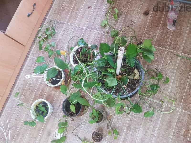 Plants for sale-3 BD 7