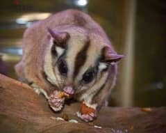 زوج حيوان أليف السنجاب الطائر sugar glider 0