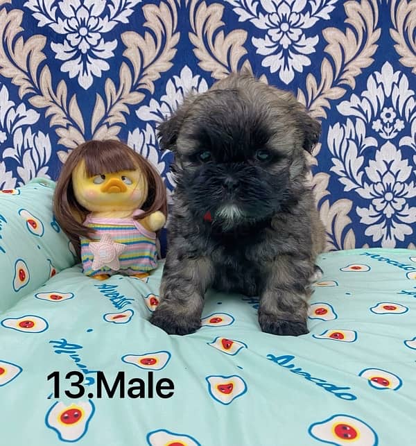 puppy shihtzu 6