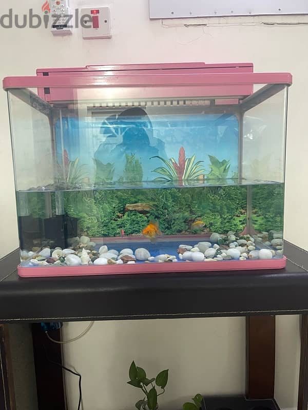 fish tank with 3 fishes and filter oxygen pump 1