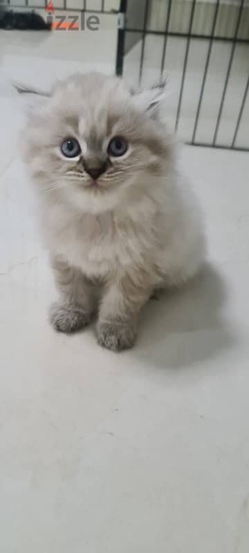 Male Scottish Fold 0