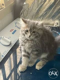 persian kitten 3 month old learned to the letter box 0