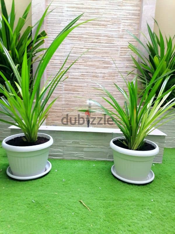 plant for sell 3