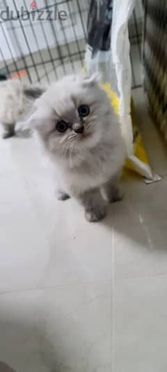 Scottish fold kitten male 0