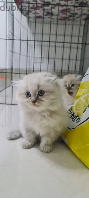 Scottish fold kitten male 1