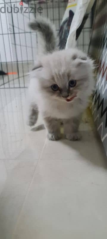 Scottish fold kitten male 3