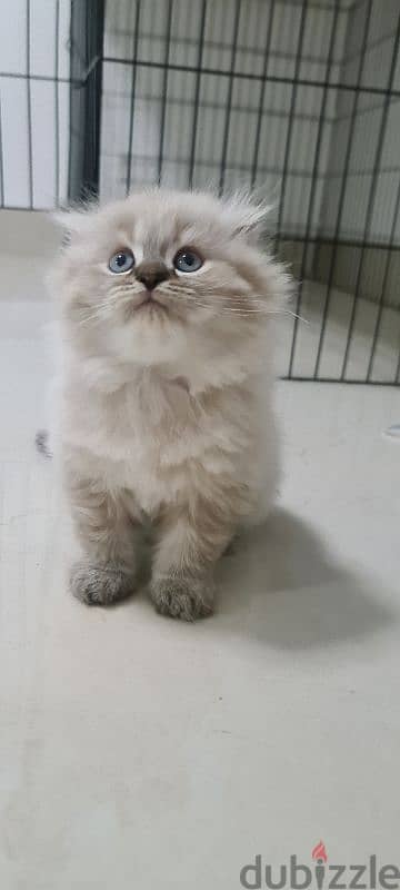 Scottish fold male kitten