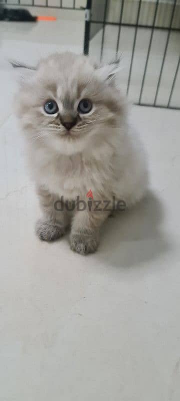 Scottish fold male kitten 1