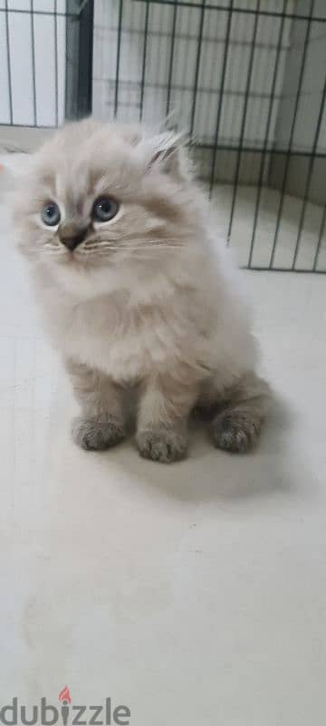 Scottish fold male kitten 2